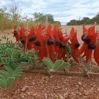 Sturt's Desert Pea (Swainsona formosa).