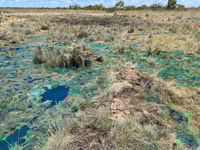 Spring treated as shown with blue dye.