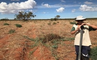 First recorder placed in 2019 revegetation.