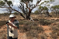 Mature York gums at the control site.