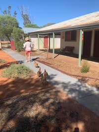 Putting Eurardy Reserves chooks to bed.