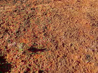 A biological soil crust at Naree Reserve in north western New South Wales. Photo by Rebecca Spindler.