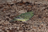 One of the few photos taken of the Night Parrot.