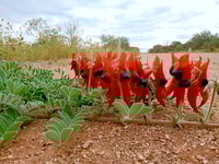 Sturts Desert Pea (Swainsona formosa).