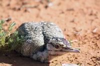 Bustard chicks are highly vulnerable from cats and foxes.