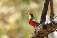 Crimson Chat.