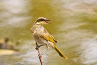 Singing Honeyeater.