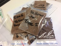 Seeds sourced from around Victoria.