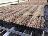 Rows of seedling trays.