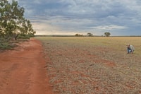 An unused field next to a remnant intact York gum woodland on Australias Eurardy Station Reserve.