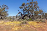 Remnant York gum woodland with diverse understorey at Eurardy station reserve.