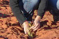 Tina Parkhurst planting a York gum seedling at Eurardy station reserve.