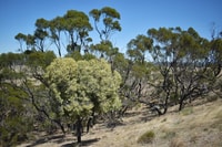 A Sweet Quandong at Ngulambarra surrounded by remnant Green Mallee.