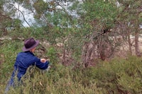 Monique Miller checks for seed on a Myoporum platycarpum tree along the creek line.