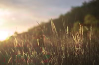 Native grasses.