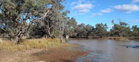Birding at Back Creek Swamp on Yantabulla.