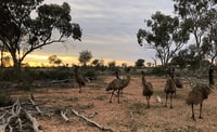 Emu teenagers in mulga woodland at Naree.