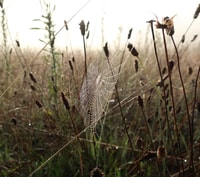 A spider web in the grass at Scottsdale Reserve.