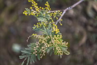 A branching twig bears dozen sprays of tiny buds waiting to burst into flower.