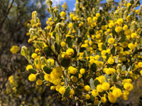 A spray of Grey Mulga Wattle flowers like fluffy pom-poms set amongst small, rounded leaves.