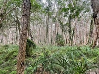 Paperbark forest, Reedy Creek.