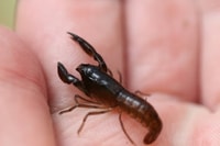 Tenuibranchiurus species.