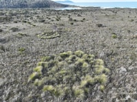 A cluster of 20-30 Purple-flag Iris, each a dense tussock, grow in a roughly circular ring at Friendly Beaches Reserve.