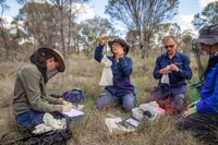 Four Bush Heritage staff, three women and a man, measuring and weighing phascogales at Kojonup Reserve