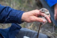 A Red-tailed Phascogale, a small, mouse-like mammal with a pointed snout and long, red tail with a fuzzy, black tip, is held in a Bush Heritage staff member's hand.