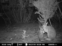 A Tammar Wallaby mother and her joey, thick-furred mammals like small kangaroos, on Monjebup Reserve at night. The mother holds something unidentified in her forepaws, which the joey is investigating.
