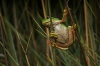 Green Tree Frog.