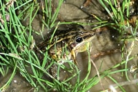 Striped Rocket Frog. Photo by Imogen Gilligan.
