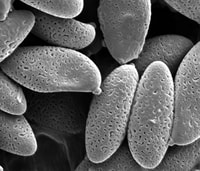 Close up under the microscope.