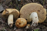 New fungi that was found.
