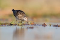 A Sharp-tailed Sandpiper, a shorebird with long legs and mottled brown and white feathers, looks for food in the shallows at Hamelin Station Reserve.
