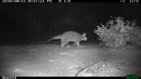 A Brushtail Possum, a medium-sized possum with a stocky body and thick, dark-tipped tail, captured by motion sensor camera at Charles Darwin Reserve.
