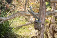 Motion-sensor camera in a tree.