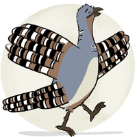 Malleefowl
