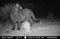 A feral cat captured on remote camera at Charles Darwin Reserve, WA.