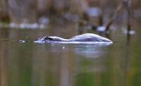 The final photograph: a platypus on Scottsdale Reserve, NSW. Photo Richard Taylor.