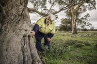 Dja Dja Wurrung assessor Ron Kerr inspects a scar tree on the Nardoo Hills reserves. Photo by Annette Ruzicka.