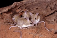 The Spinifex Hopping Mouse is found on Bon Bon, Cravens Peak, Ethabuka and Eurardy reserves. Photo Steve Parish/Nature Connect.