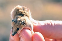 A Narrow-nosed Planigale on Boolcoomatta Reserve. Photo Annette Ruzicka.