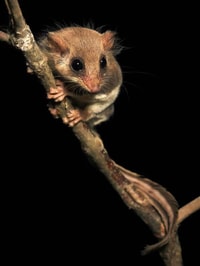 A Feathertail Glider. Photo Kris Bell.