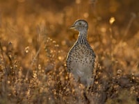 A critically endangered Plains-wanderer. Photo Lachlan Hall.