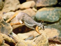 A Yellow-footer Rock-wallaby. Photo Wayne Lawler / EcoPix.
