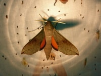 Hippotion scrofa moth. Photo Suzi Bond.