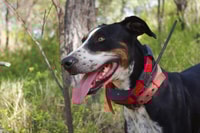 Catahoula dog Annie. Photo Leanne Hales.
