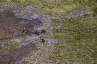 Feral buffalo threaten the health of the Arafura Swamp region. Photo Daniel Hartley-Allen.
