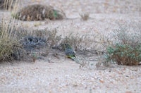 A young Night Parrot photographed on Pullen Pullen Reserve in December 2017.
